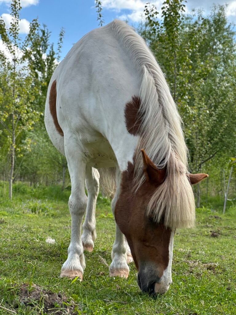 Lakijs